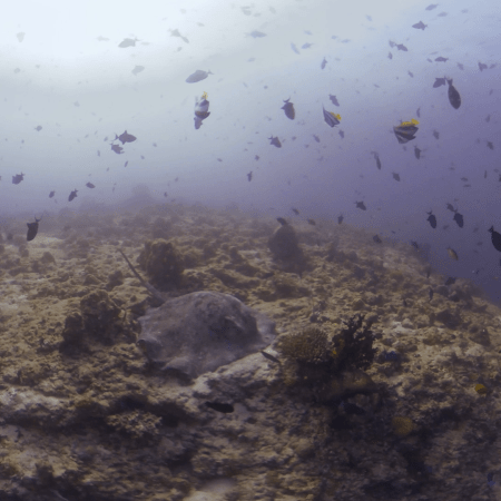 Marble Ray's Hunt at Pinnacle Reef
