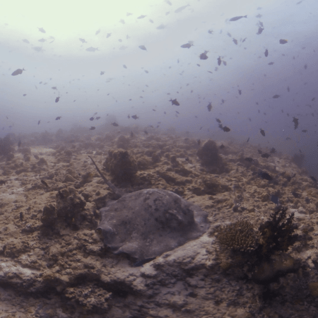 Marble Ray's Hunt at the Pinnacle