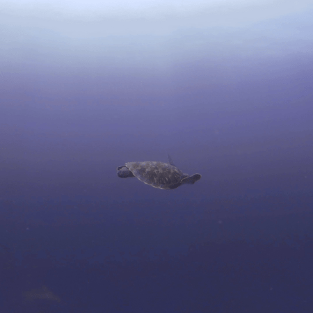 Turtle's Blue Journey
