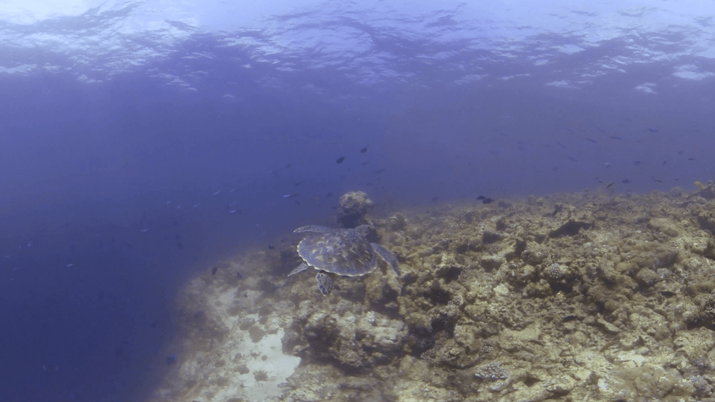 Turtle's Reef Journey
