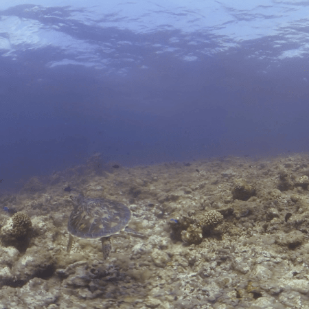 Turtle's Reef Journey