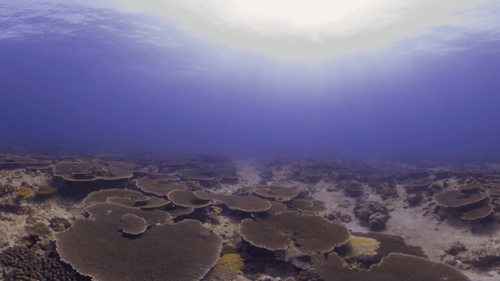 Sun-Drenched Coral Garden Ecosystem