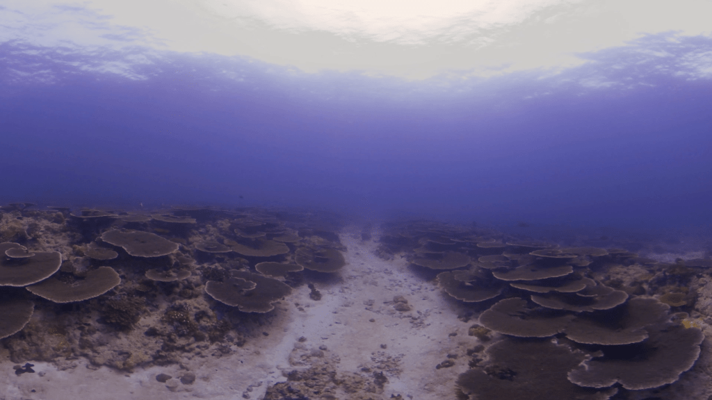 Sun-Drenched Coral Plateau Passageway