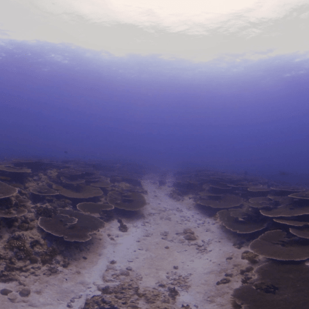 Sun-Drenched Coral Plateau Passageway