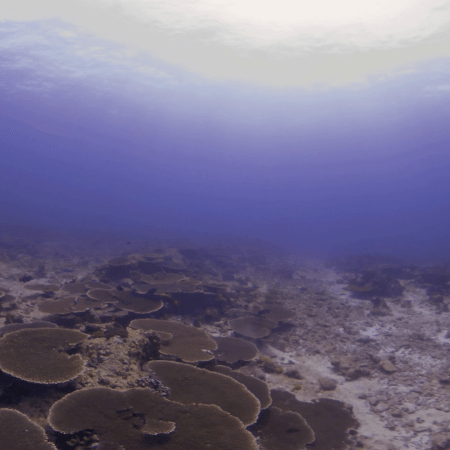 Sun-Drenched Coral Plateau Flourishes