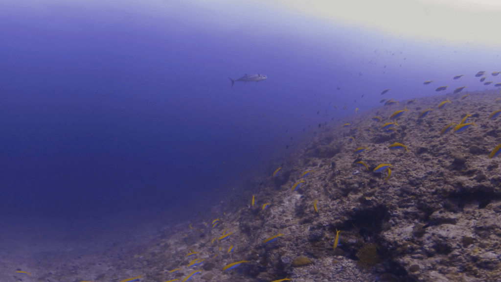 Reef Pinnacle Swarms with Fusiliers, Trevally Patrols
