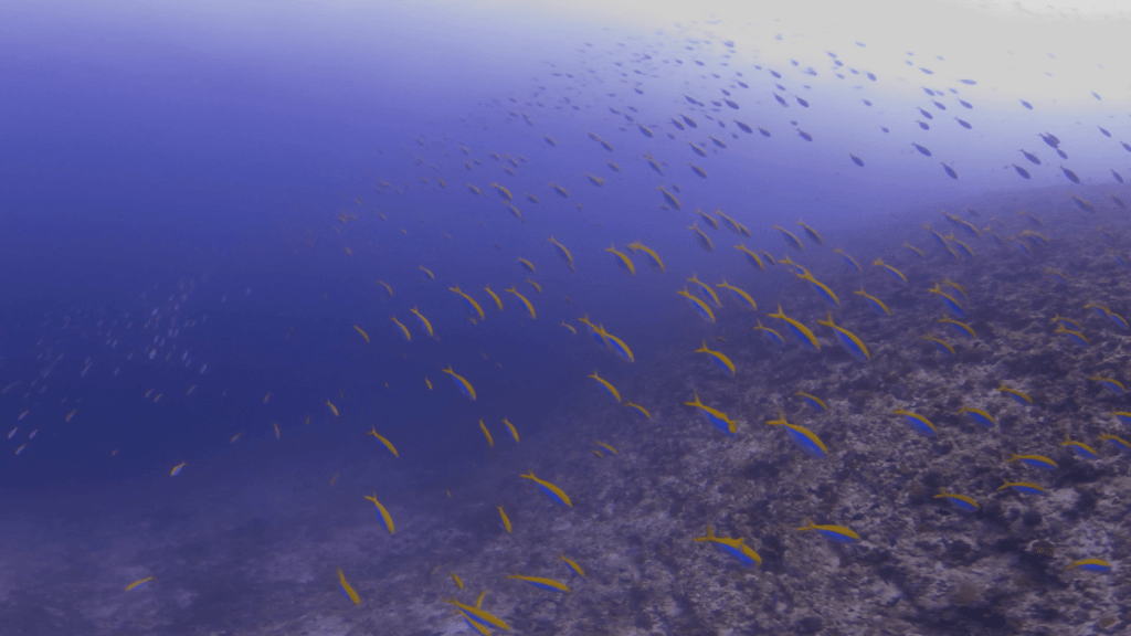 Dynamic Fusilier School Swirls Reef Edge