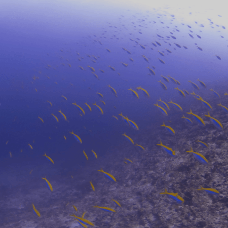 Dynamic Fusilier School Swirls Reef Edge