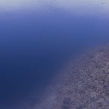 Submerged Reefscape: Fish & Coral