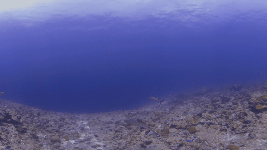 White Tips & Batfish Ballet
