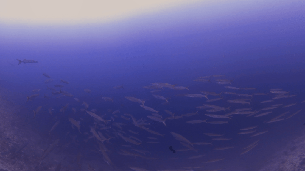 Barracuda School Dynamics