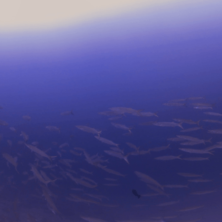 Barracuda School Dynamics