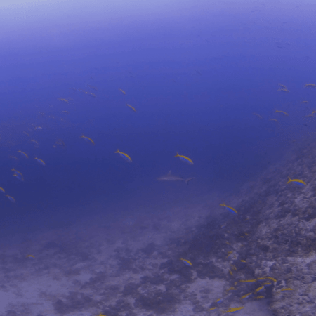 Blacktip Reef Shark & Fusiliers