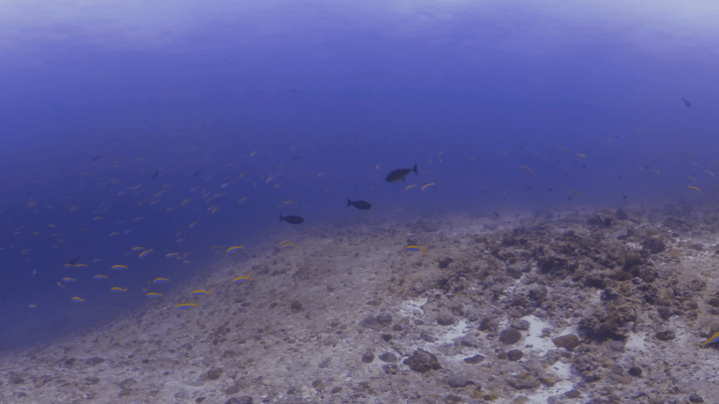 Fusiliers Swarm Coral Ridge