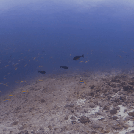 Fusilier Frenzy: Reef Ridge Life