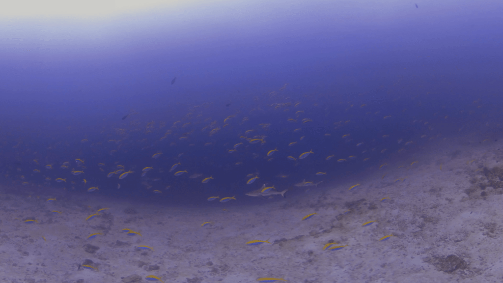 Blacktip Sharks & Fusiliers