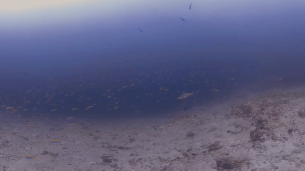 Reef Sharks & Fusilier Swirl