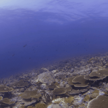 Hawksbill Turtle Navigates Vibrant Reef
