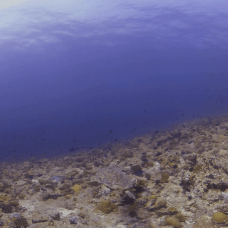 Hawksbill Turtle Amidst Fusilier School