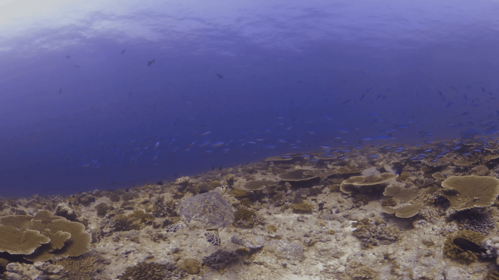 Hawksbill Turtle Navigating Azure Coral Garden
