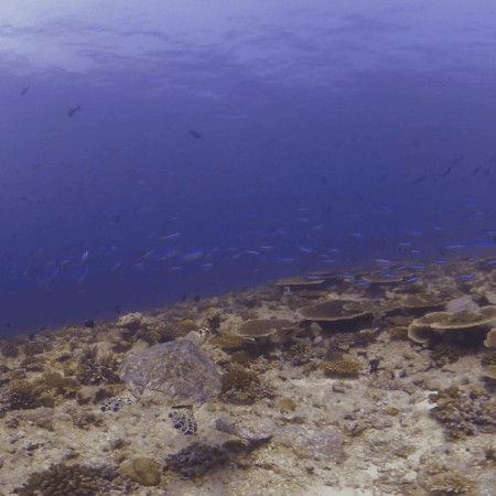 Hawksbill Turtle Navigating Azure Coral Garden