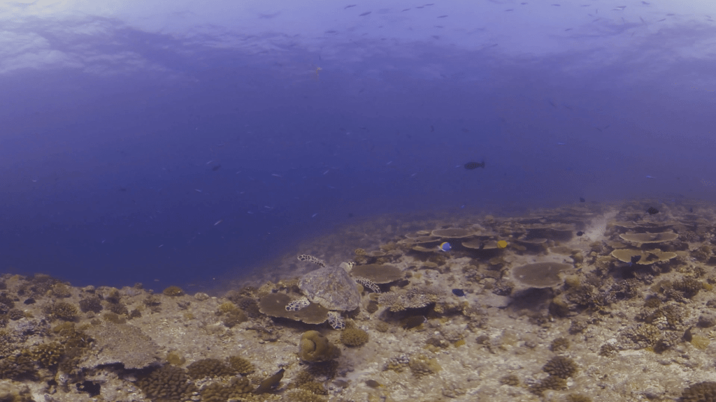 Hawksbill Turtle Foraging on a Vibrant Reef