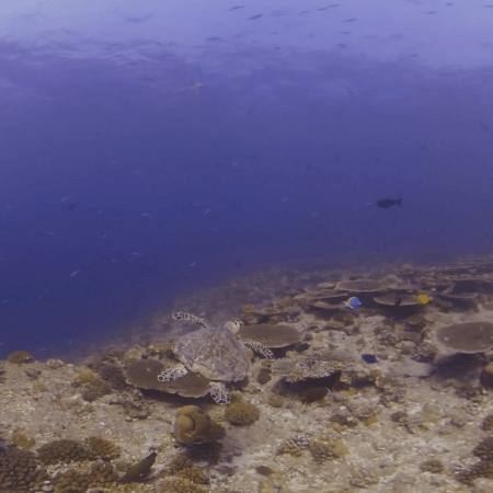 Hawksbill Turtle Foraging on a Vibrant Reef
