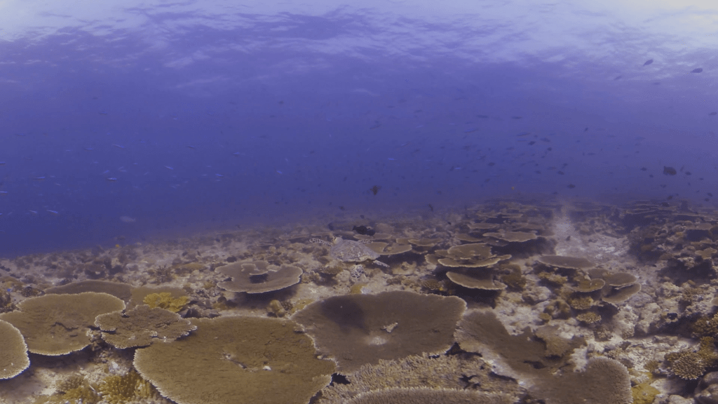Reef Guardian: Hawksbill's Coral Passage