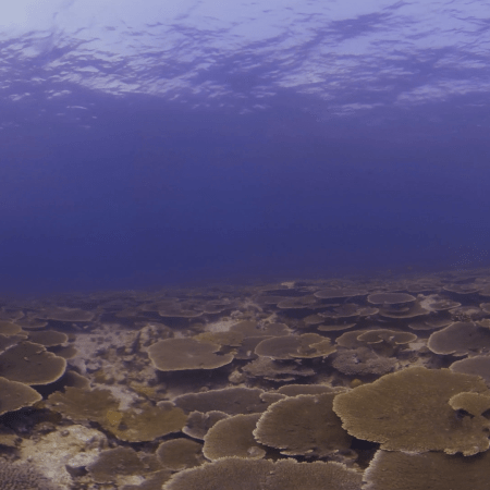 Sunlit Plate Coral Expanse