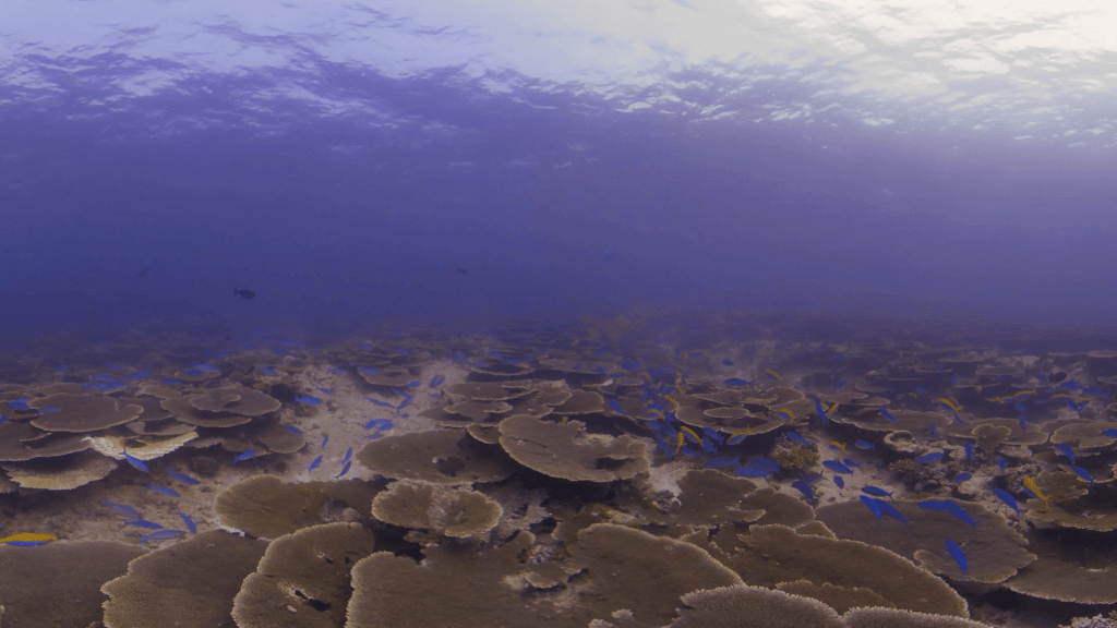 Azure Chromis Swarm Above Plate Coral Gardens