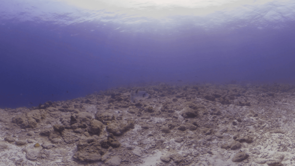 Puffer's Reef Horizon