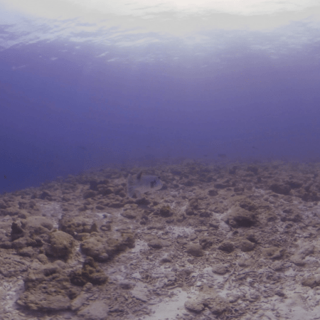 Puffer's Reef Horizon