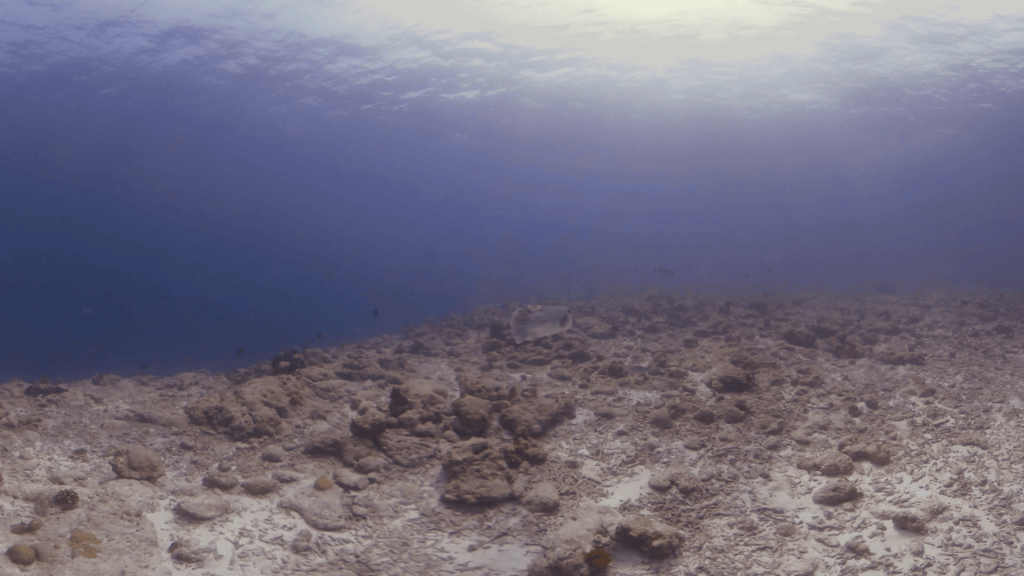 Pufferfish on Reef