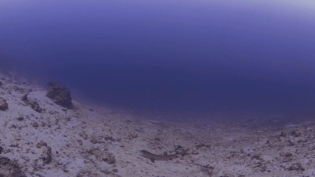 White Tip's Rude Awakening