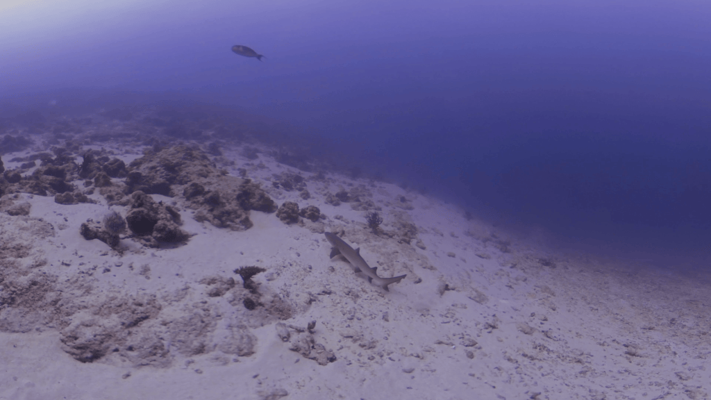 White Tip's Sandy Slumber