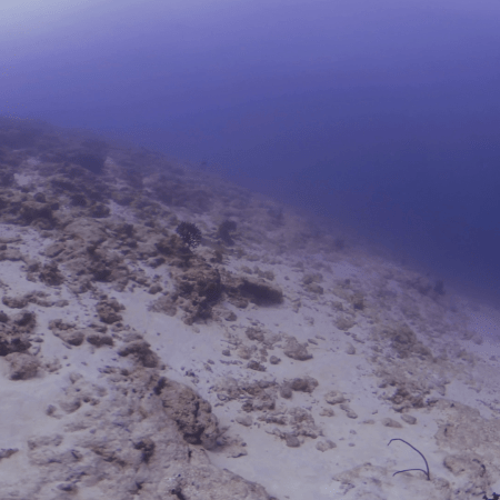 White Tip Wake-Up Call