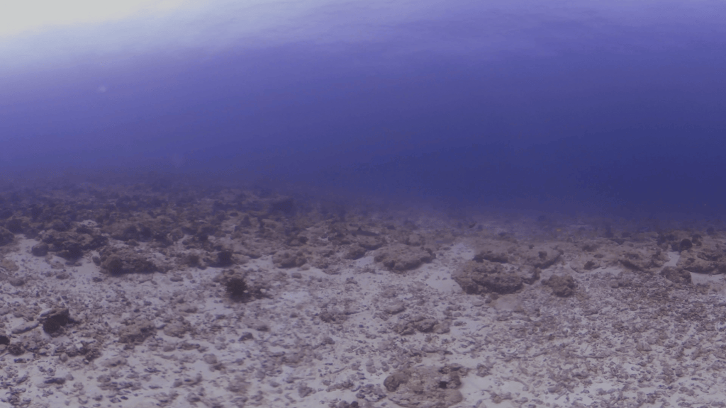 Whitetip Reef Shark Habitat
