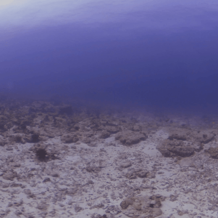 Whitetip Reef Shark Habitat