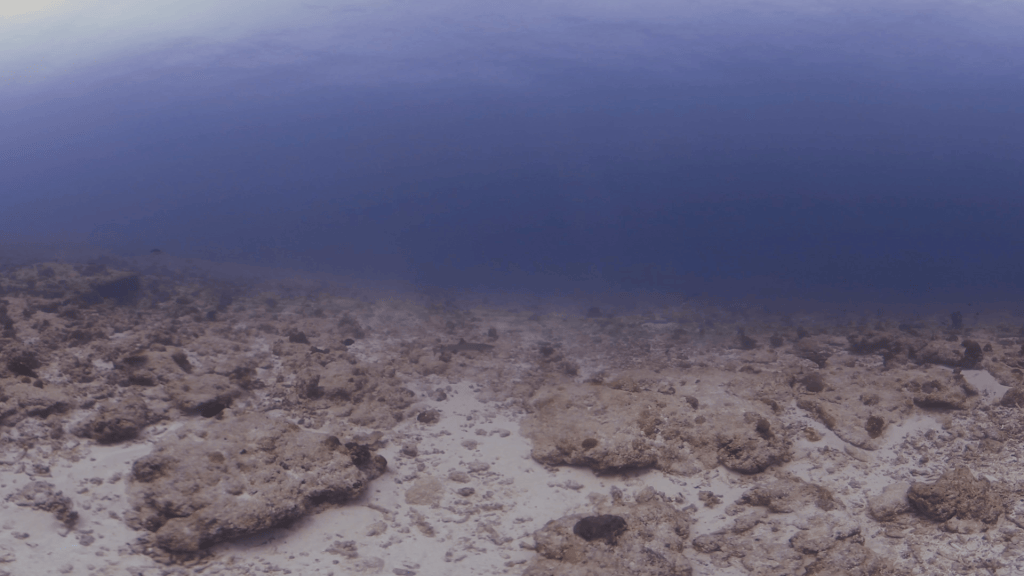 Whitetip Reef Shark Patrol