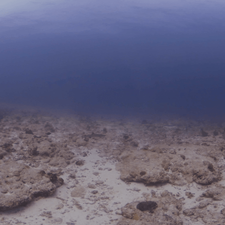 Whitetip Reef Shark Patrol