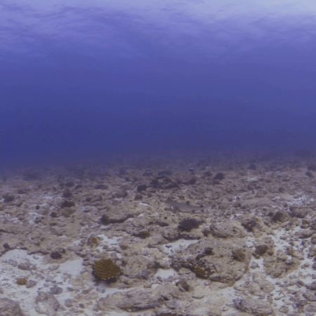 Siesta Interrupted: Whitetip Wake-Up