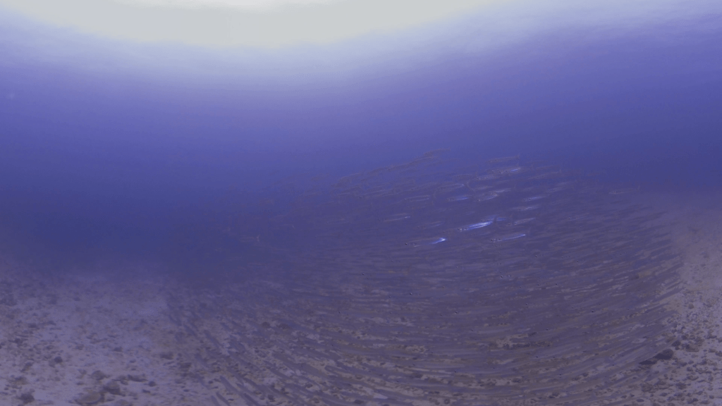Barracuda Swirl: Beneath the Surface