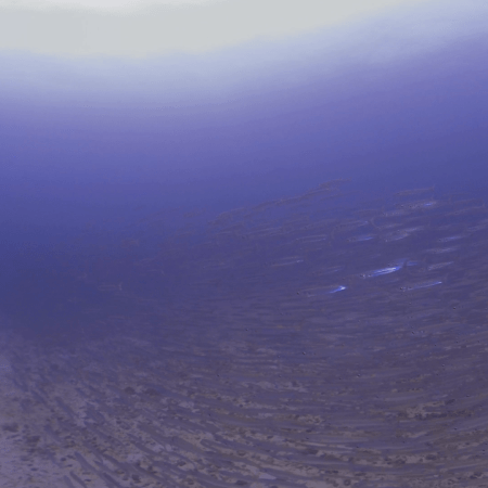 Barracuda Swirl: Beneath the Surface