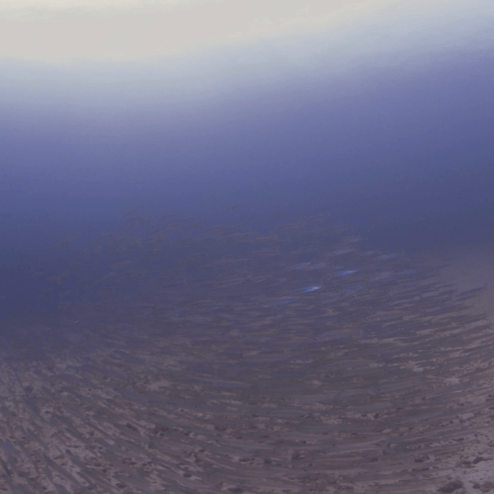 Barracuda School over Reef Flat