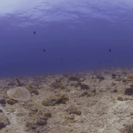 Turtle Chase on Bleached Reef