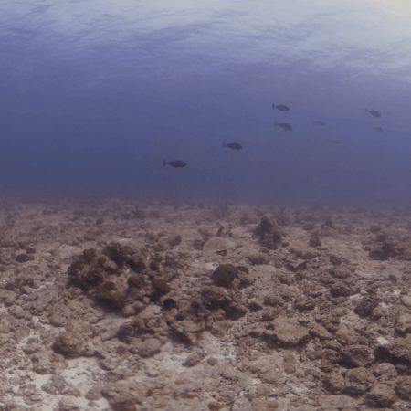 Sea Turtle's Reef Pursuit