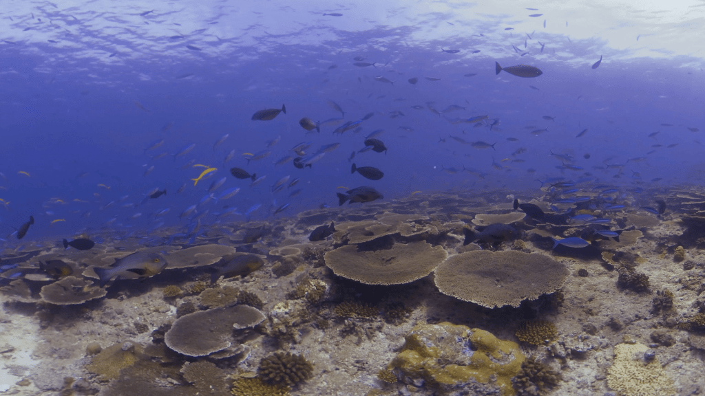 Vibrant Reef Teems with Diverse Fish Schools
