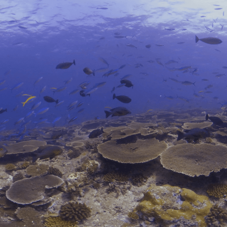 Vibrant Reef Teems with Diverse Fish Schools