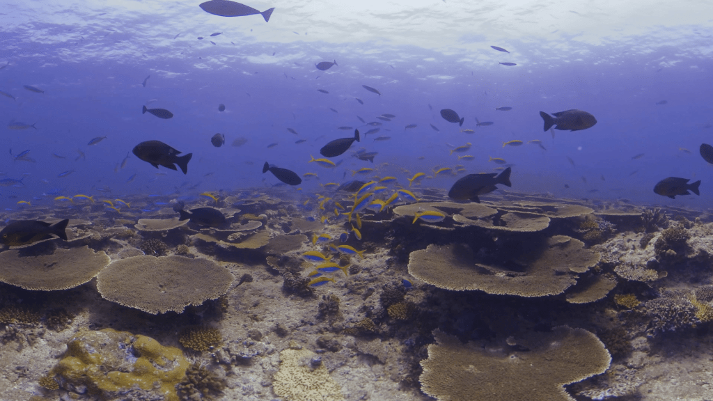 Sunlit Reef: Surgeonfish and Fusilier Schools