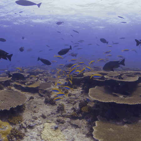Sunlit Reef: Surgeonfish and Fusilier Schools